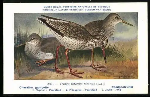 Künstler-AK Hubert Dupond: Vogelkunde, Chavalier gambette, Roodpootruiter