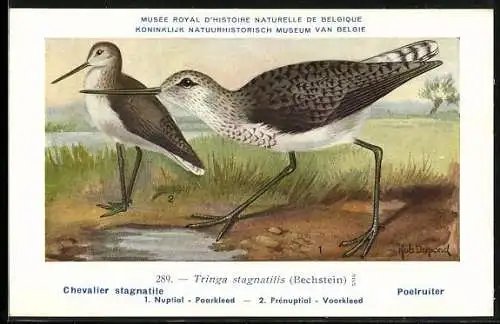 Künstler-AK Tringa stagnatilis, Chevalier stagnatile, Poelruiter