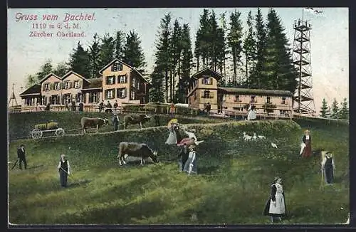 AK Hinwil, Gruss vom Bachtel, Restaurant mit Gästen und Kühen