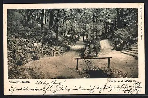 AK Dresden-Weisser Hirsch, Partie im Waldpark