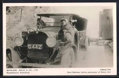 AK Gibraltar, Rock Monkeys taking possession of Motor Car