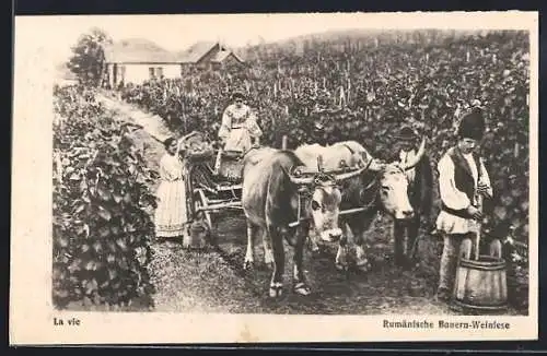 AK Rumänische Bauern in Trachten bei der Weinlese mit Ochsenwagen