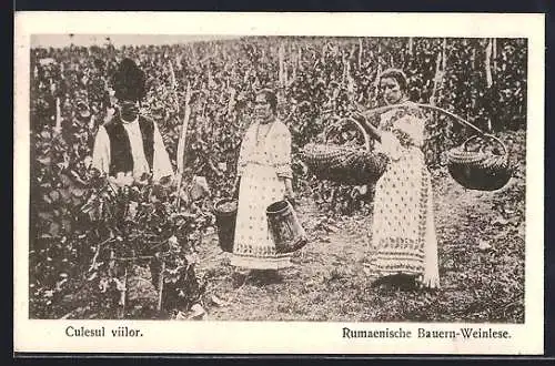 AK Rumänische Bauern in Trachten bei der Weinlese