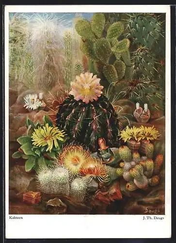 Künstler-AK sign. J. Th. Daugs: Kakteen in Blüte