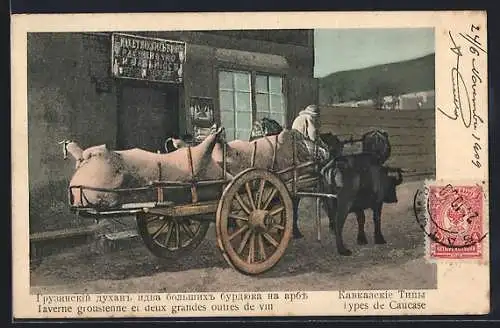 AK Ochsengespann mit Schlachtvieh im Kaukasus