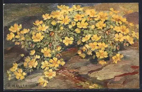 Künstler-AK Anna Haller: Blühendes Frühlingsfingerkraut