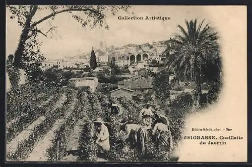 AK Grasse, Cueillette du Jasmin