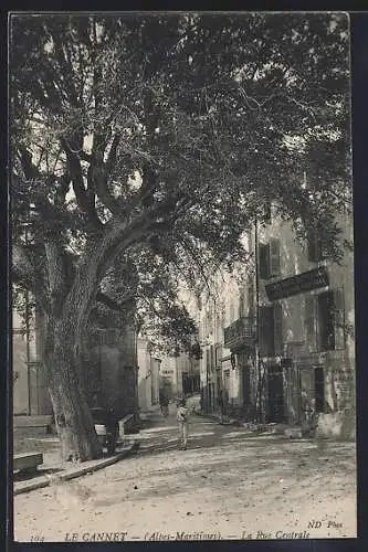 AK Le Cannet, La Rue Centrale sous un grand arbre