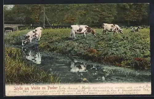 AK Panker, Idylle am Walde mit Kühen
