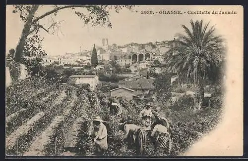 AK Grasse, Cueillette du Jasmin avec vue sur la ville et les collines environnantes