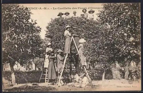 AK Grasse, La Cueillette des Fleurs d`Oranger