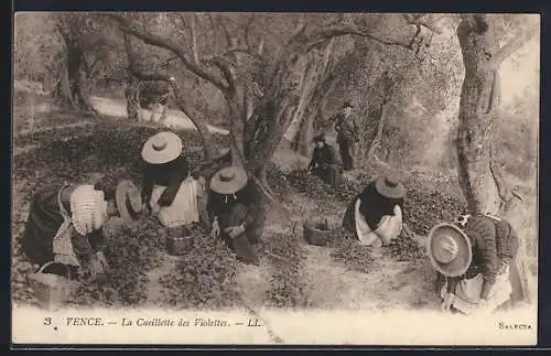 AK Vence, La Cueillette des Violettes