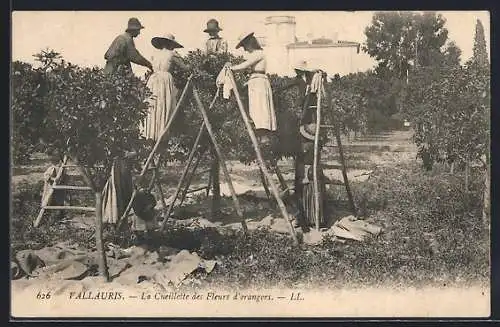 AK Vallauris, La Cueillette des Fleurs d`orangers