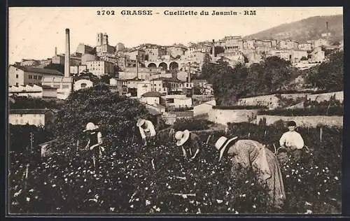 AK Grasse, Cueillette du Jasmin