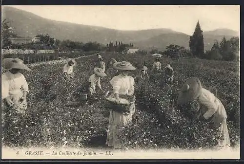AK Grasse, La Cueillette du Jasmin