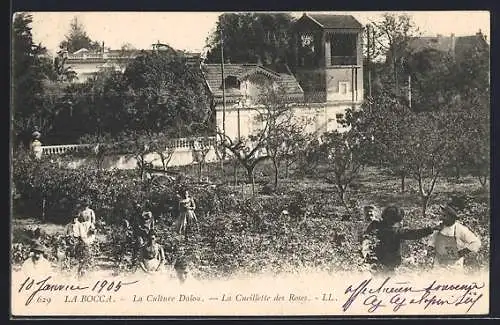 AK La Bocca, La Culture Dalos, La Cueillette des Roses