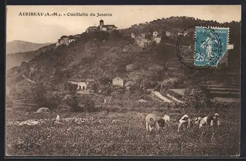 AK Auribeau, Cueillette du Jasmin