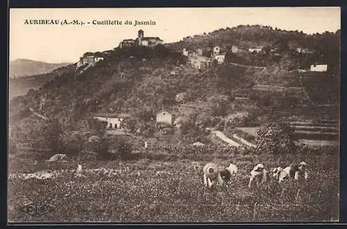 AK Auribeau, Cueillette du jasmin