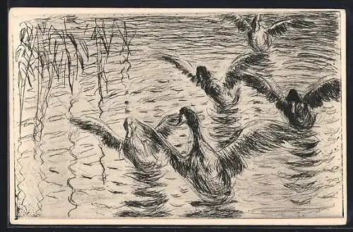 Künstler-AK sign. Emil Pottner: Enten im Schilf