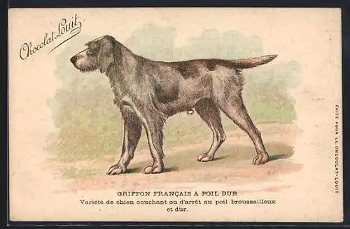 Künstler-AK Griffon Francais a Poil Dur, Reklame für Chocolat Louit