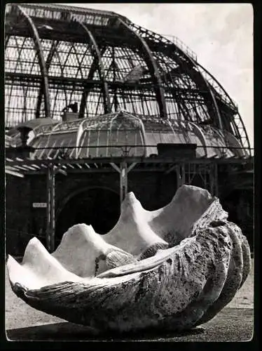 Fotografie Werner Eckelt, Berlin, Ansicht Berlin-Dahlem, Muschel vor dem Botanischen Garten, Victoria Regia Haus