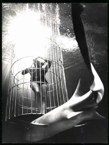 Fotografie Lady Shark Trainer, Taucherin im Käfig beim Haitauchen