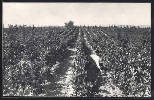 AK San Sadurní de Noya, Casa Codorniu, Vinedos