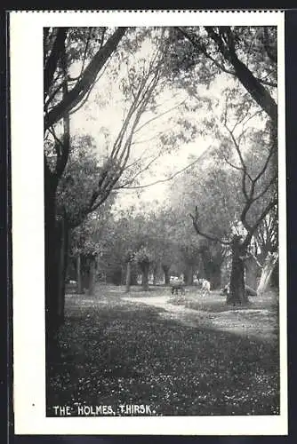 AK Thirsk, The Holmes