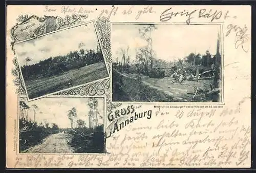 AK Annaburg, Windbruch im Annaburger Forst bei Holzdorf 1899, Windbruch-Partien