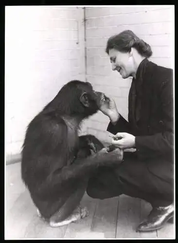 Fotografie Hans Hartmann / Ingeborg Peter, Berlin, Ansicht Berlin, Zoodirektorin Dr. Katharina Heinroth beim Schimpansen
