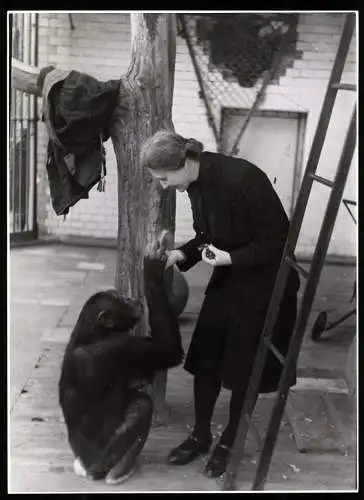 Fotografie Hans Hartmann / Ingeborg Peter, Berlin, Ansicht Berlin, Zoodirektorin Dr. Kath. Heinroth füttert Schimpansen