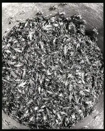Fotografie Heuschreckenplage, gesammelte Heuschrecken in einem Eimer, Grossformat 21 x 25cm