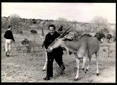 Fotografie James Soullier, London, italienischer Maler Pietro Annigoni in Südafrika füttert Elenantilope, 29 x 21cm