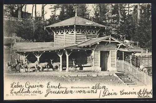 AK Bern, Hirschenpark mit Hochwild