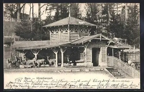 AK Bern, Rotwild im Hirschpark