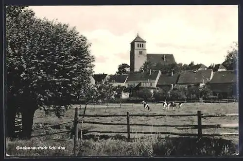 AK Schildau, Ortsansicht mit Kirche und Kühen