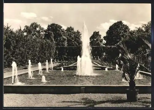 AK Forst /Lausitz, Springbrunnen im Rosengarten