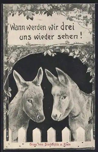 AK Drachenfels a. Rhein, Zwei Esel hinter einem Zaun