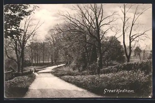 AK Great Hadham, Weg umrahmt von Bäumen