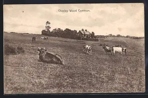 AK Chorley Wood, Common