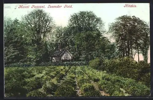 AK Hitchin, Mount Pleasant, Lavender Field