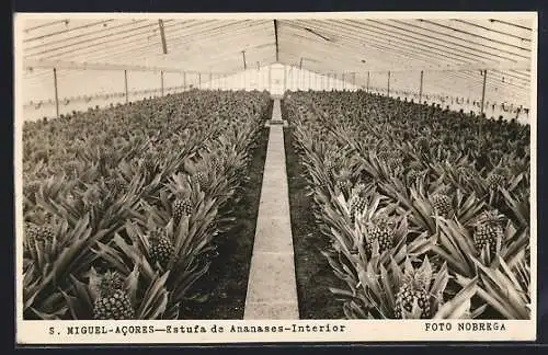 AK S. Miguel /Acores, Estufa de Ananases, Interior