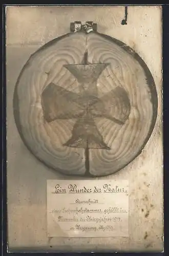 AK Eisernes Kreuz als Muster in einem Baumstamm