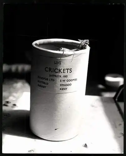 Fotografie Lebendfalle für Grillen aus England von der Xenopus Ltd., Grossformat 21 x 25cm