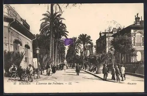 AK Hyères, L`Avenue des Palmiers