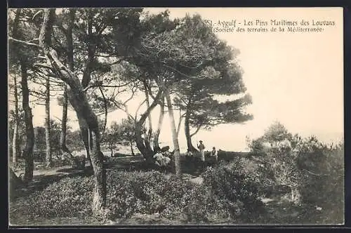 AK Aygulf, Les Pins Maritimes des Louvans