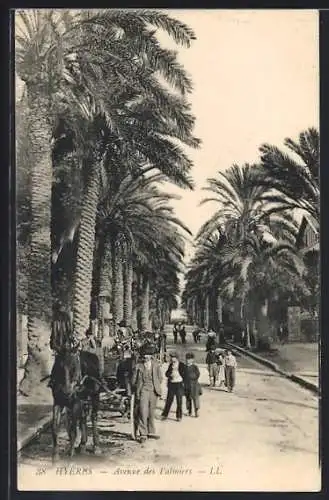AK Hyères, Avenue des Palmiers