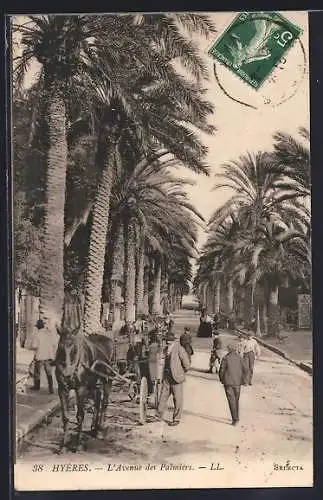 AK Hyères, L`Avenue des Palmiers