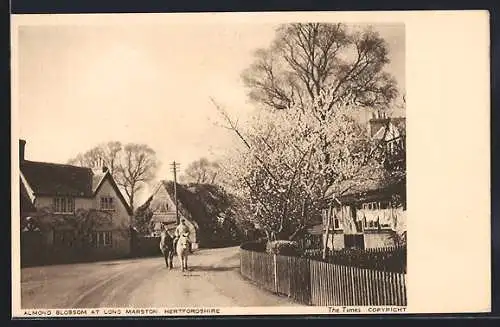 AK Long Marston, Almond Blossom