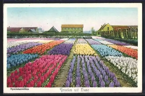 AK Lisse, Hyacintenvelden